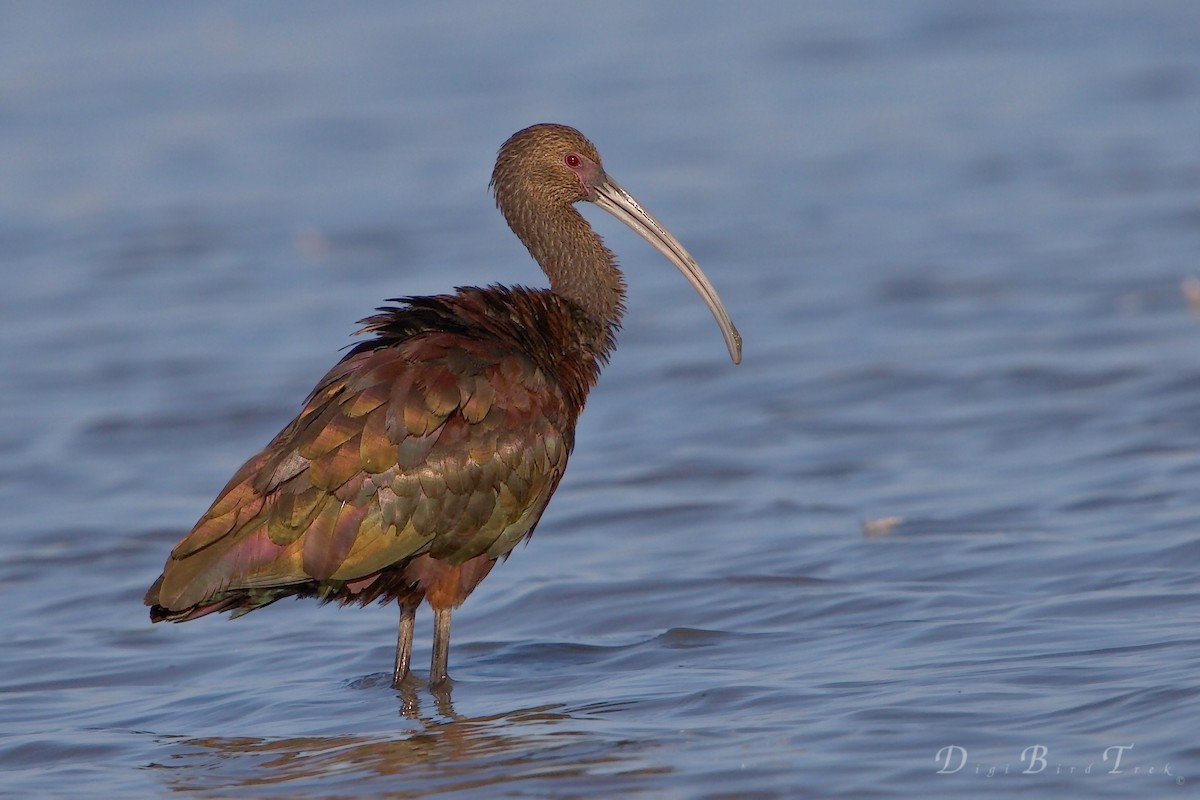 ibis americký - ML67135061