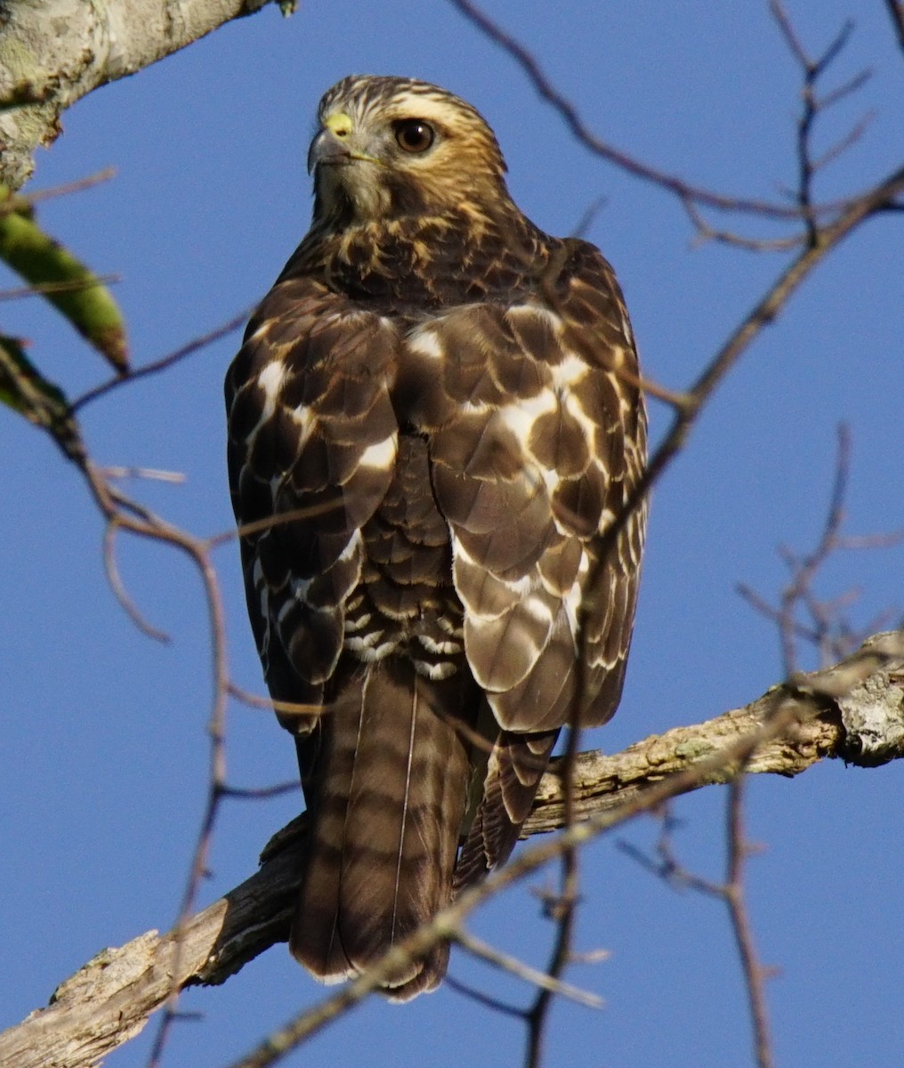 Red-tailed Hawk - ML67135131