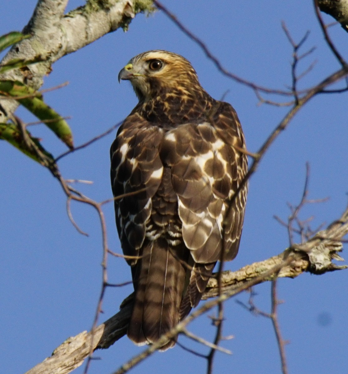 Red-tailed Hawk - ML67135141
