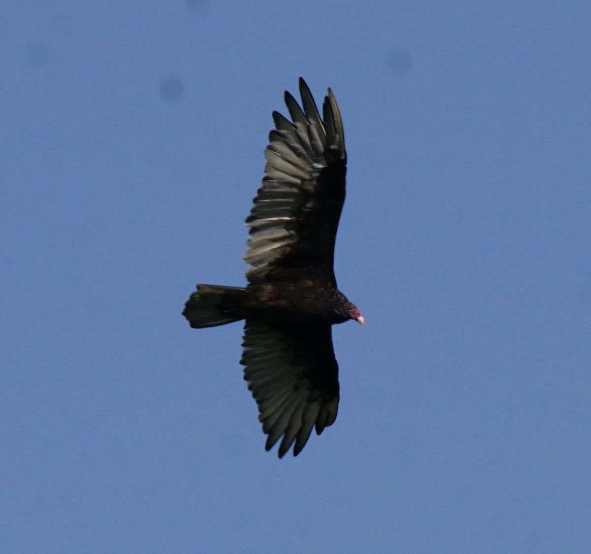Turkey Vulture - ML67135151