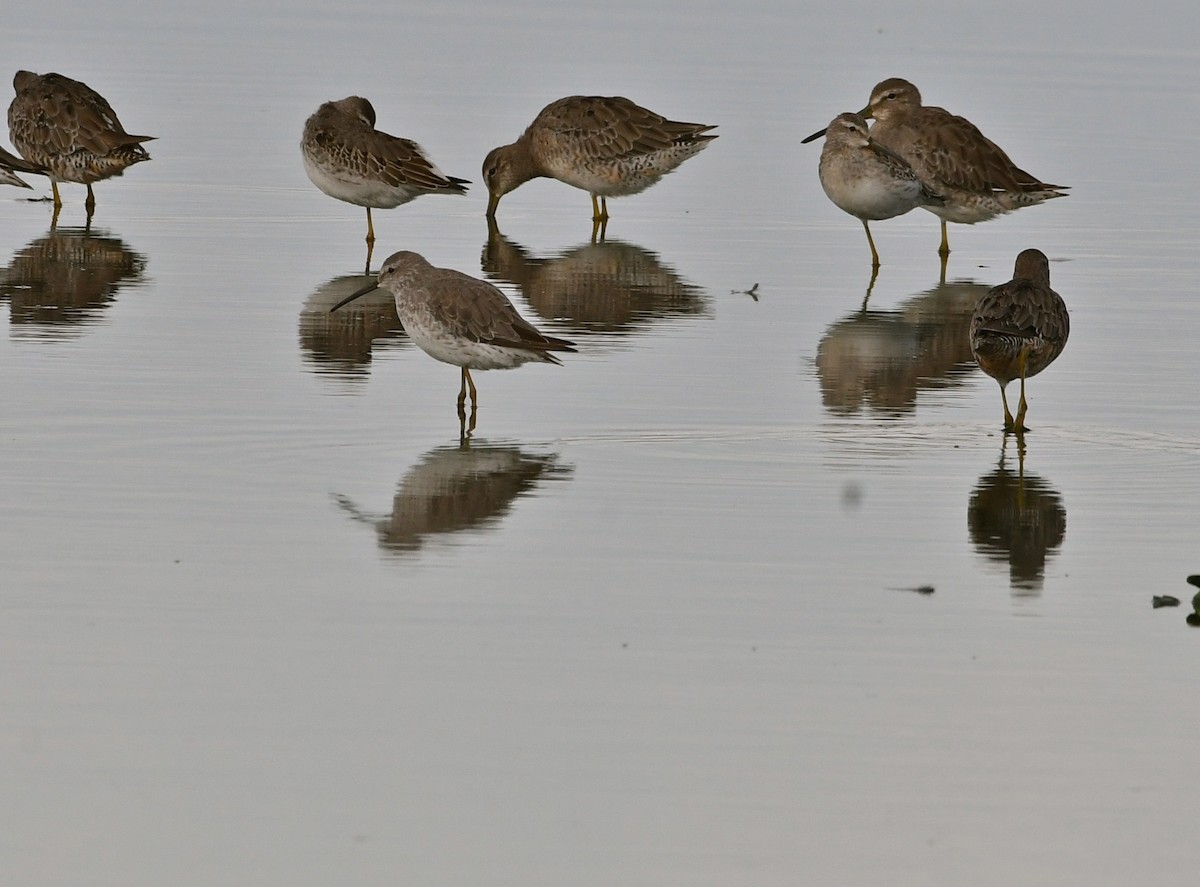 Stilt Sandpiper - ML67135401