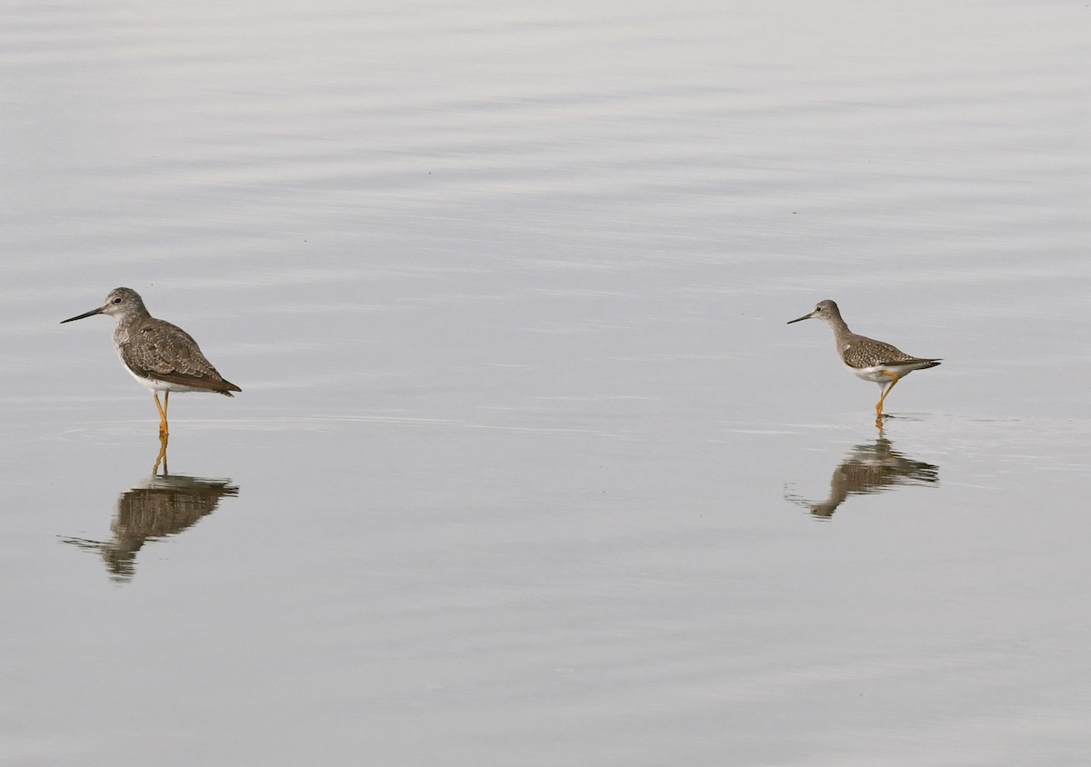 Greater Yellowlegs - ML67135551