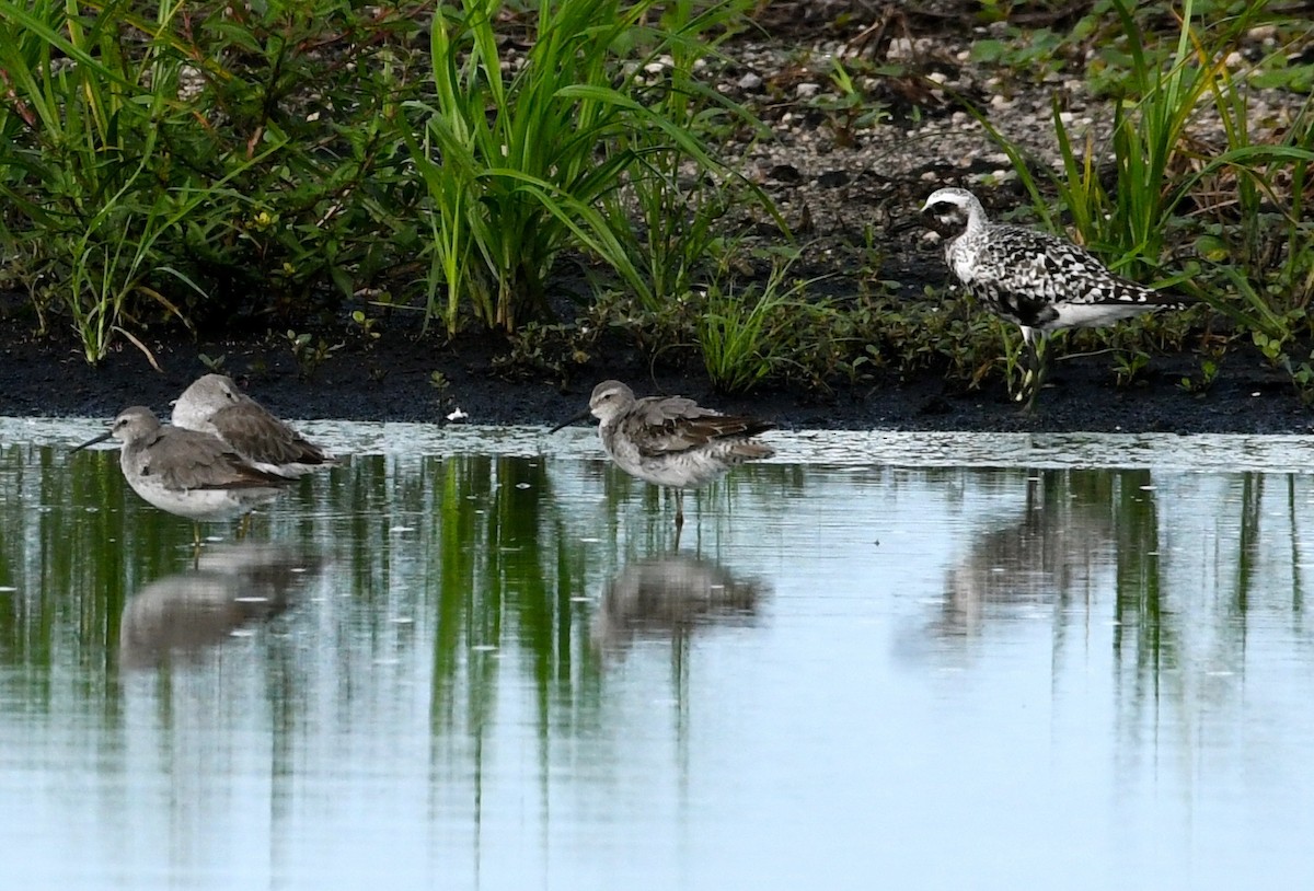 Black-bellied Plover - ML67135701