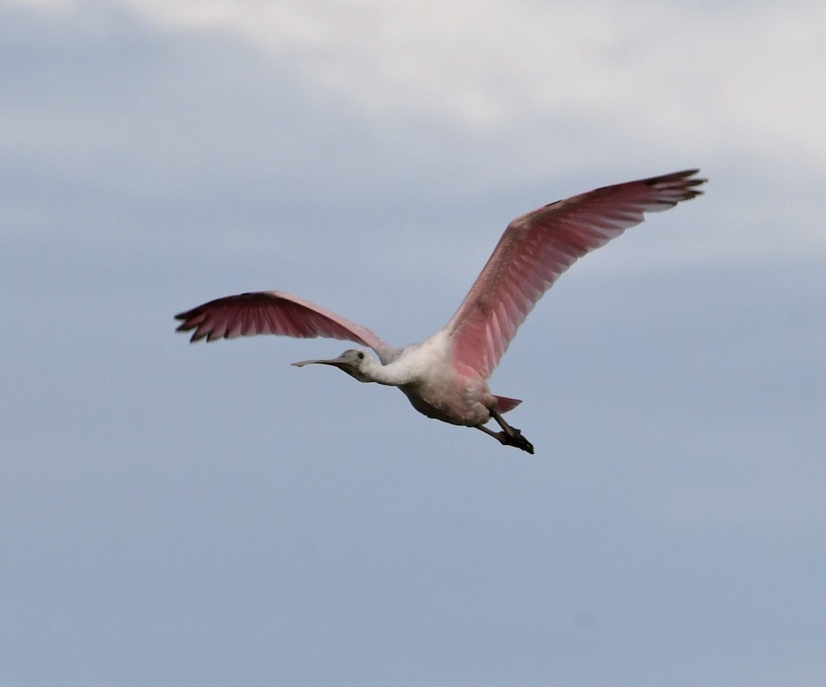 Roseate Spoonbill - ML67135761