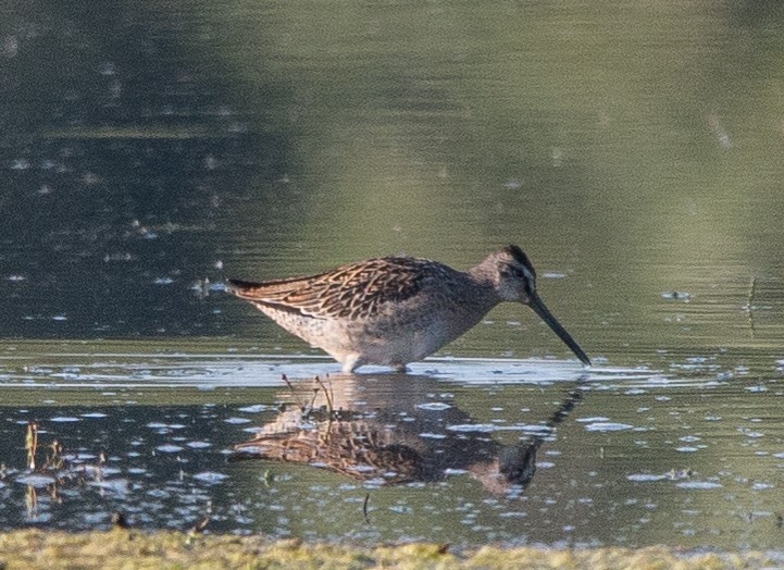 Short-billed Dowitcher - ML67135911