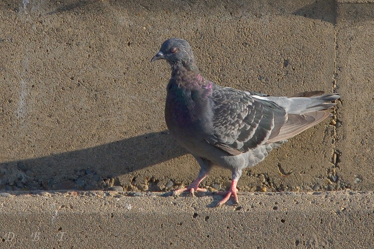 Rock Pigeon (Feral Pigeon) - DigiBirdTrek CA