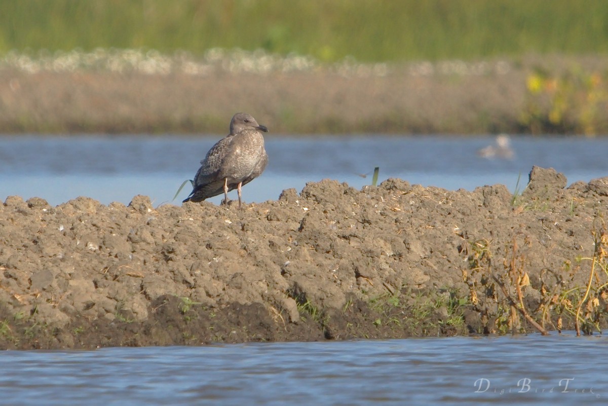 Western Gull - DigiBirdTrek CA