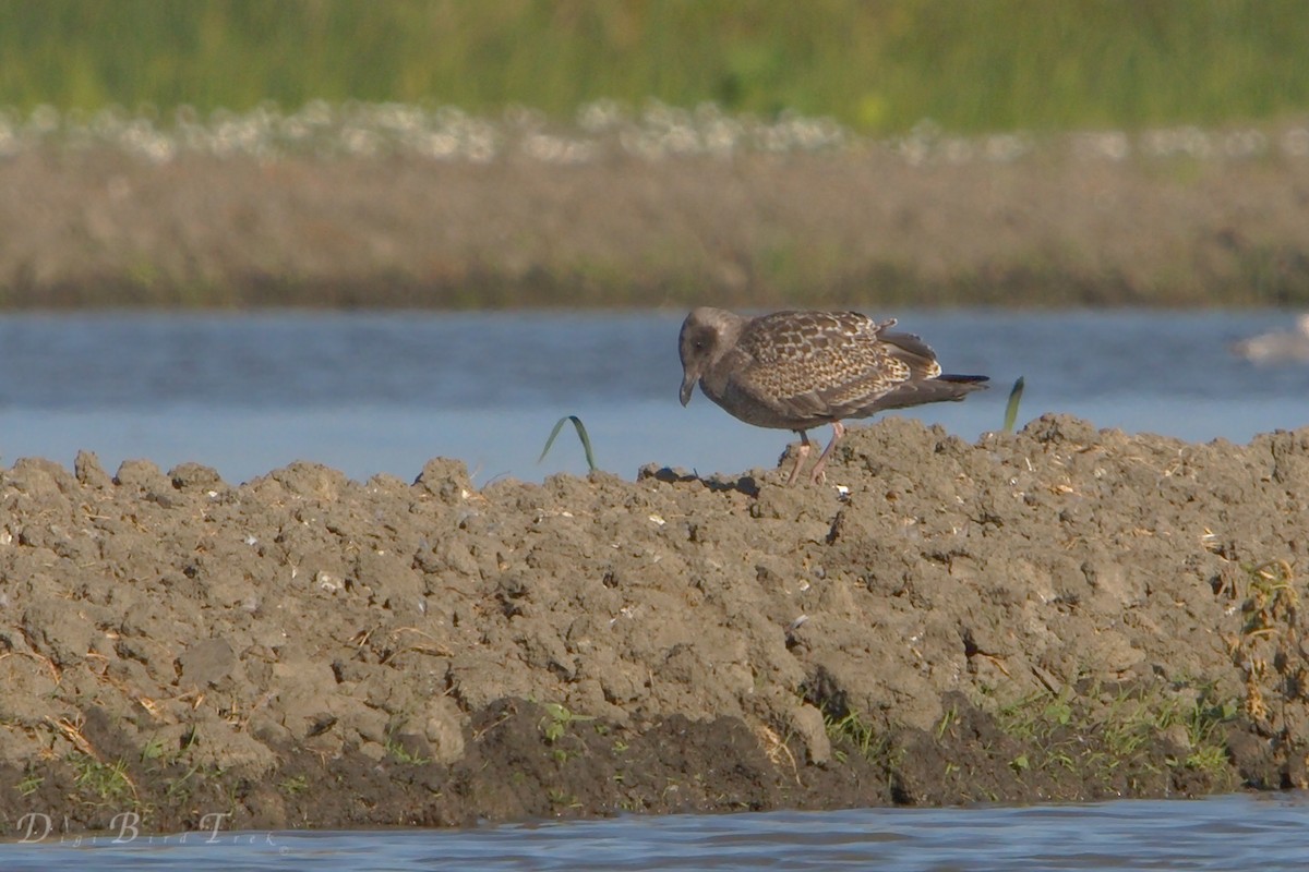 Western Gull - DigiBirdTrek CA