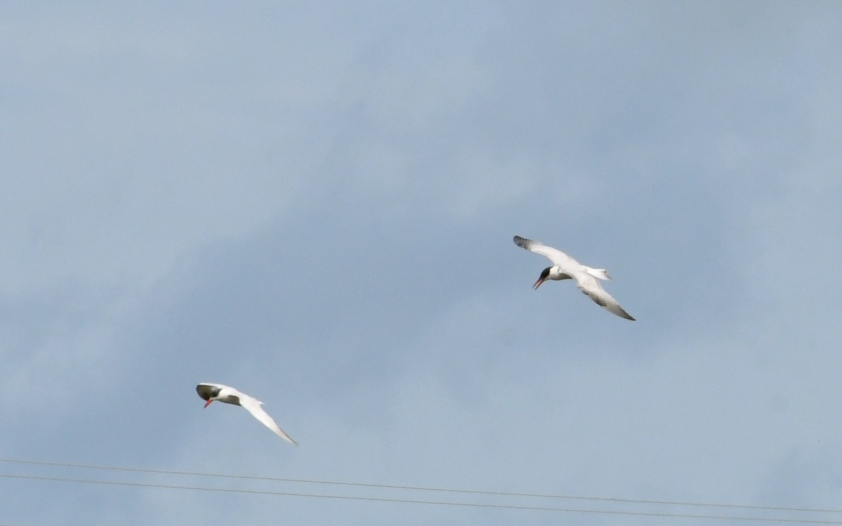 Caspian Tern - ML67136991