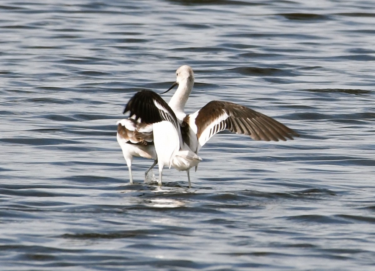 American Avocet - ML67137051