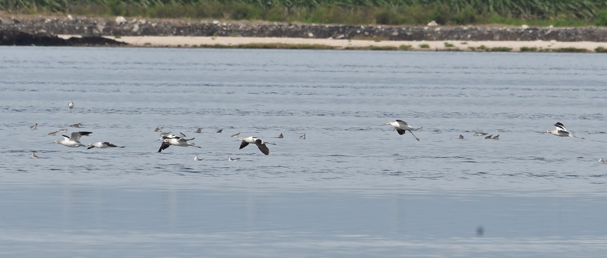 American Avocet - ML67137161