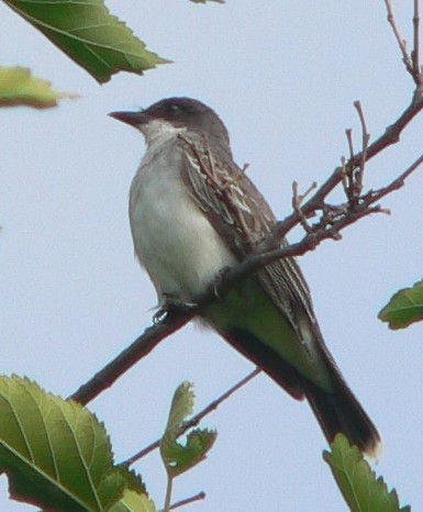 Eastern Kingbird - ML67137831