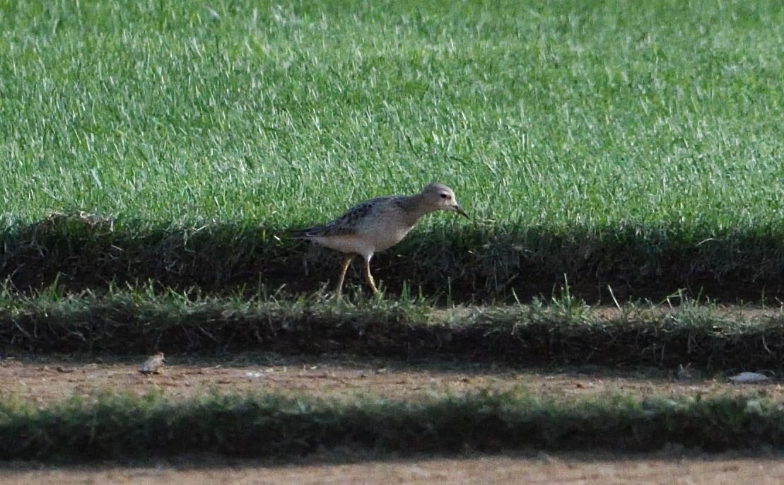 Buff-breasted Sandpiper - Barry Blust