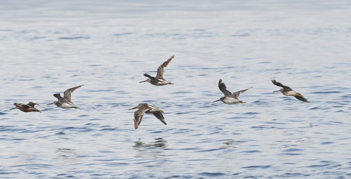 Short-billed Dowitcher - ML67139051