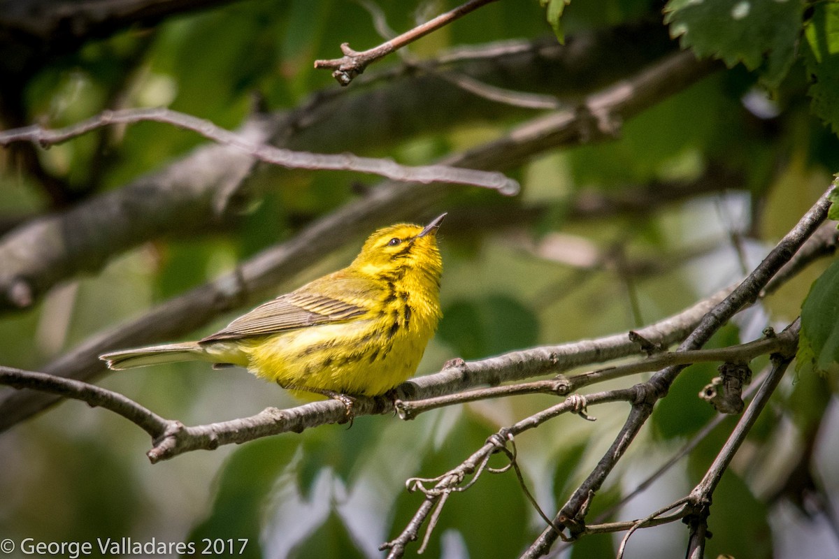 Prairie Warbler - ML67139201