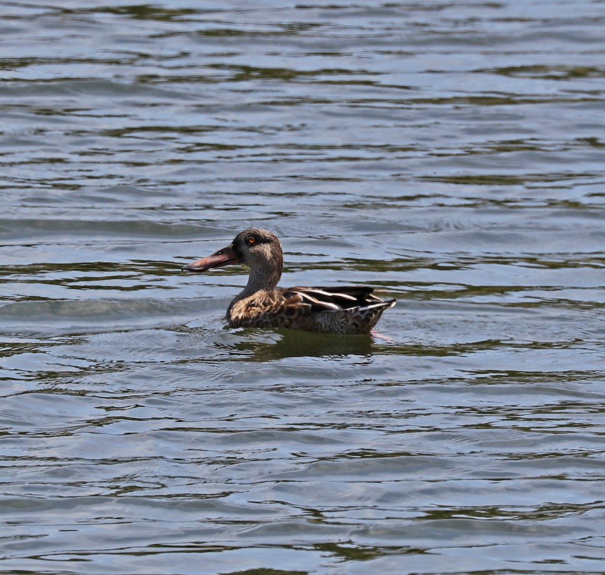 Northern Shoveler - ML67139921