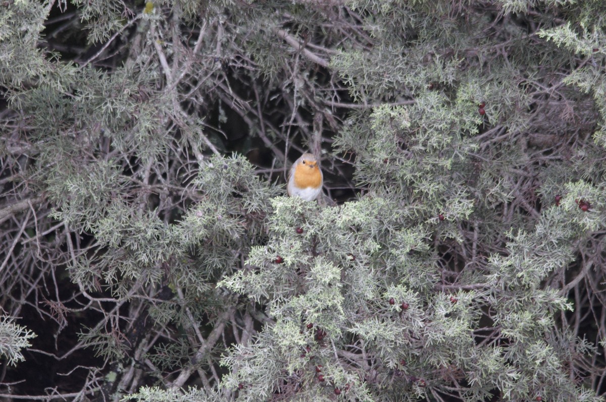 European Robin - Jorge  Safara