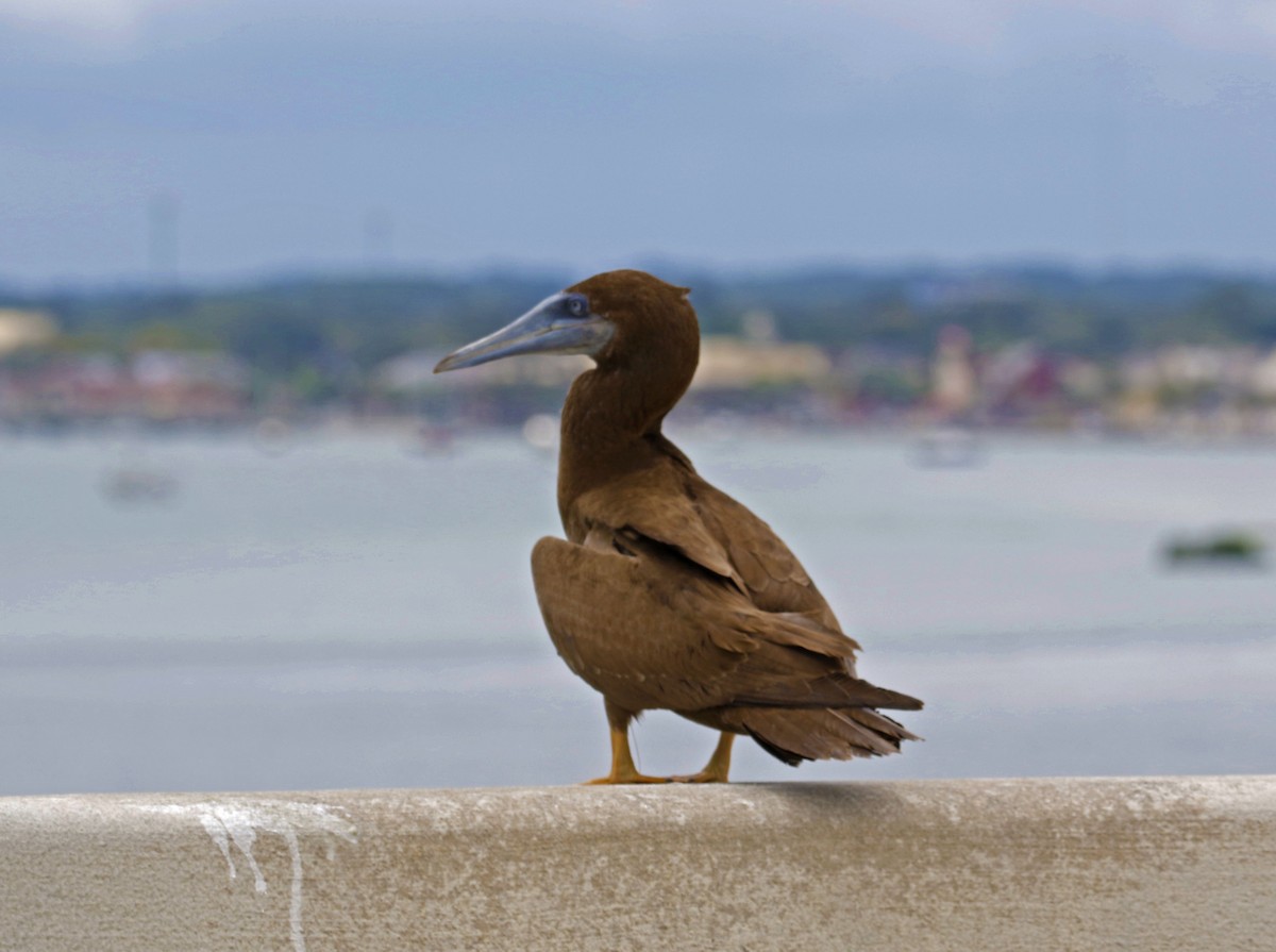 Brown Booby - ML67141471
