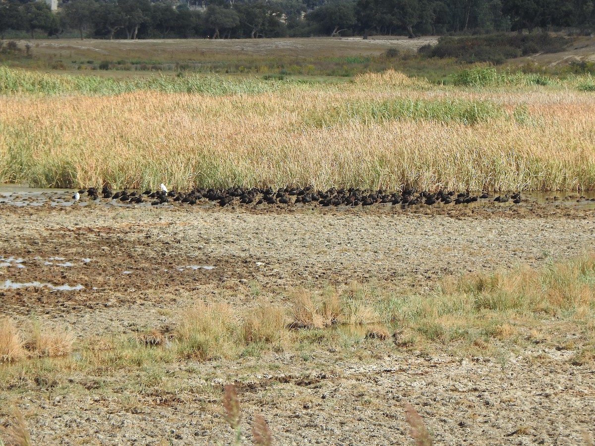 Glossy Ibis - ML67141631