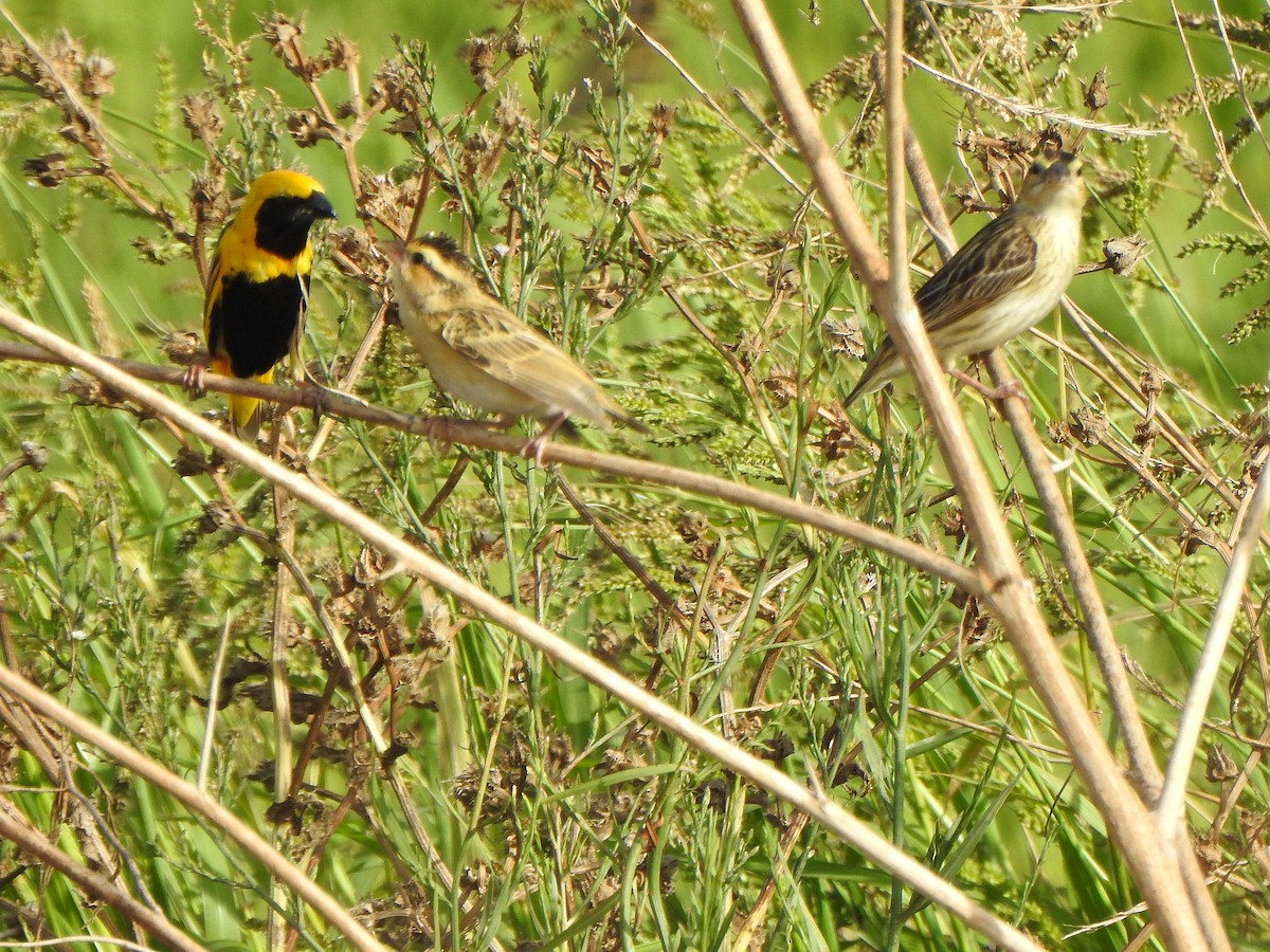 Yellow-crowned Bishop - ML67141991