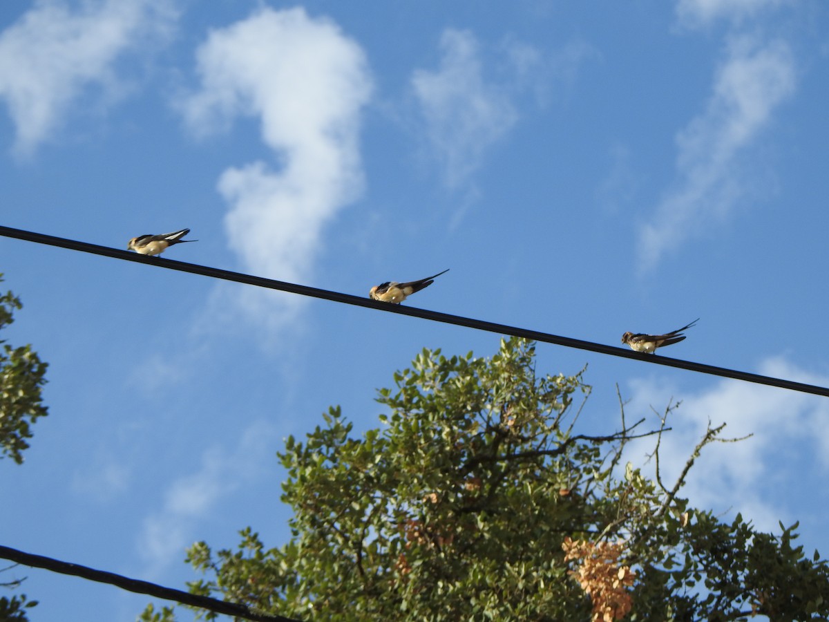 Red-rumped Swallow - ML67142111