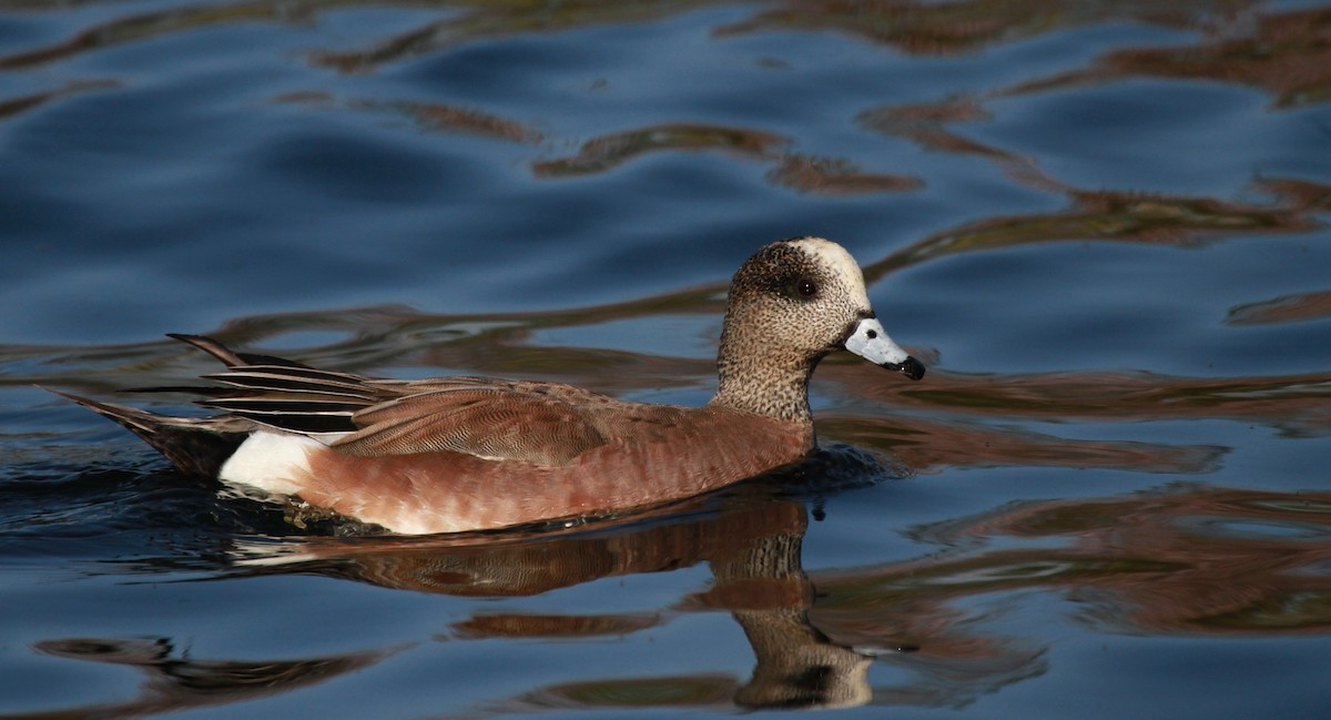 American Wigeon - Patrick MONNEY