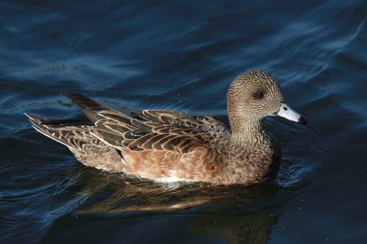 American Wigeon - Patrick MONNEY