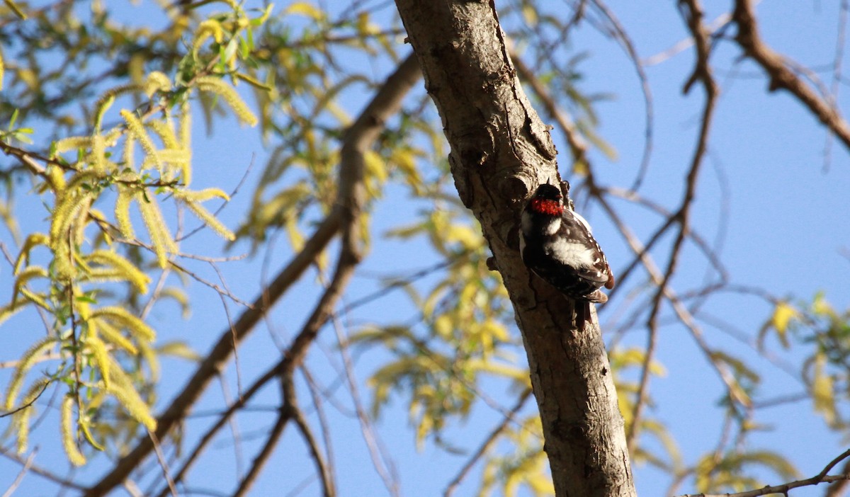 Downy Woodpecker - Patrick MONNEY