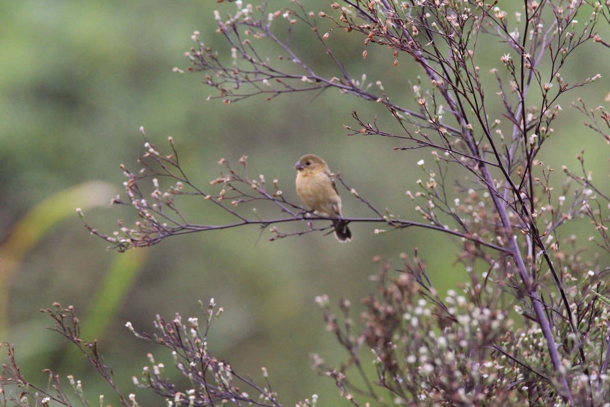 Morelet's Seedeater - ML67147281