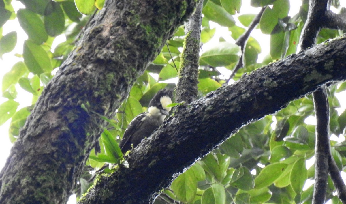 Heart-spotted Woodpecker - ML67147431