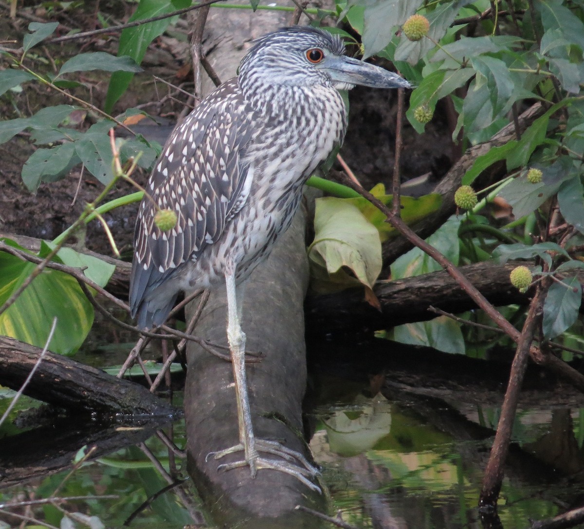 Yellow-crowned Night Heron - "Chia" Cory Chiappone ⚡️