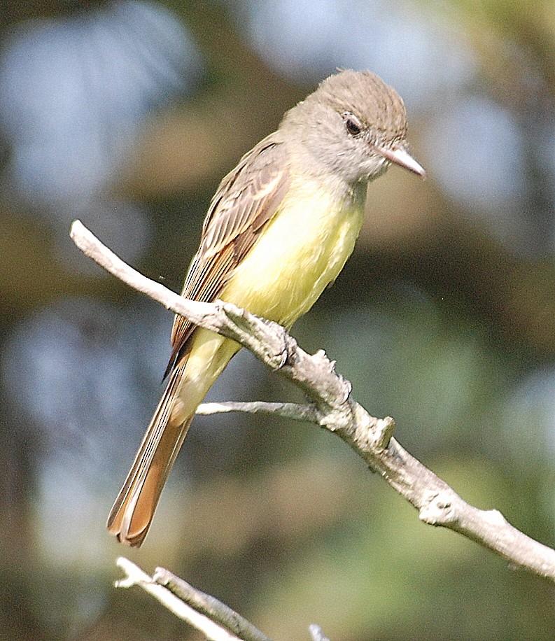 Great Crested Flycatcher - ML67148001