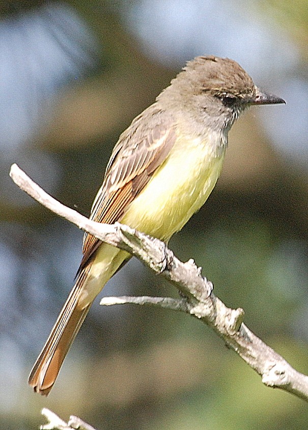 Great Crested Flycatcher - ML67148061