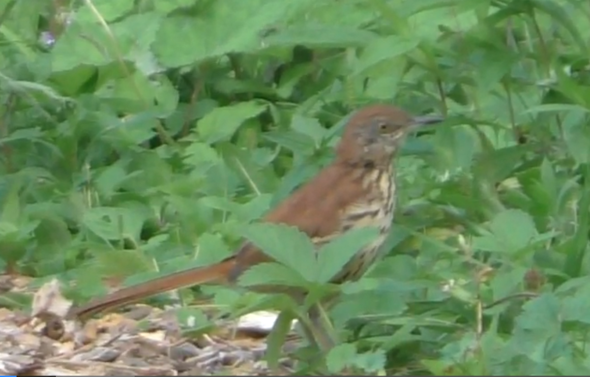 Brown Thrasher - Ferris Akel