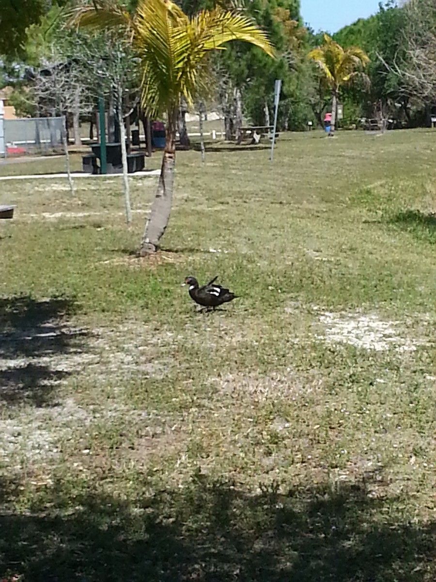 Muscovy Duck (Domestic type) - Rachel Holdeman