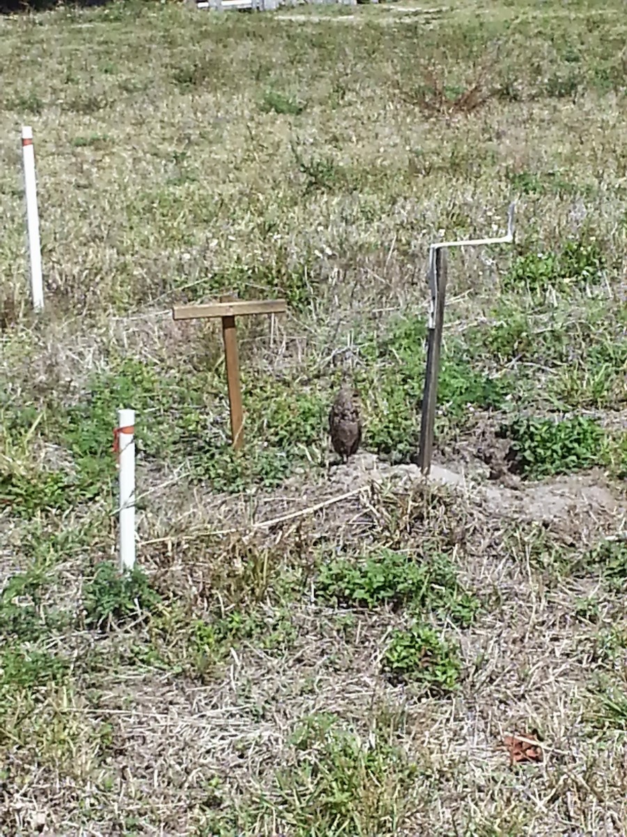 Burrowing Owl - Rachel Holdeman