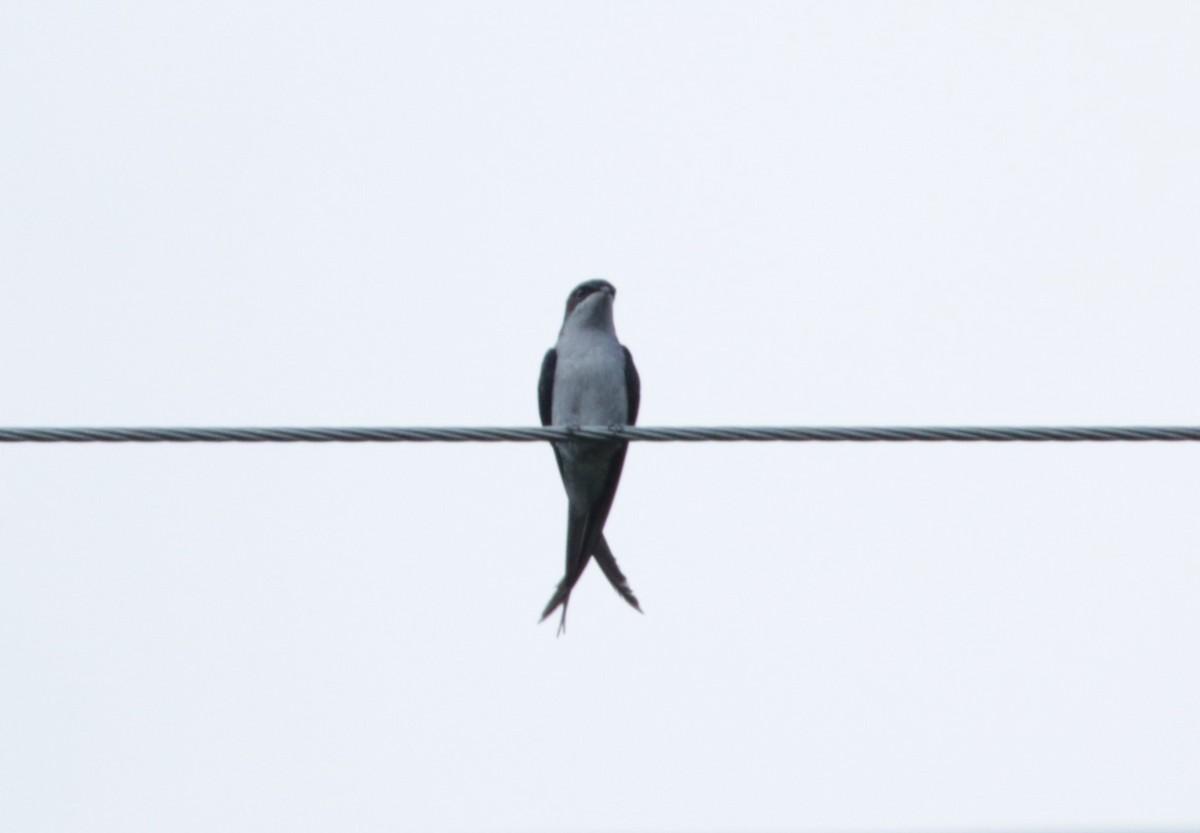 Gray-rumped Treeswift - ML67151021
