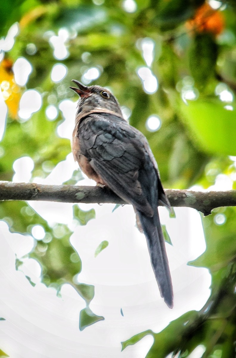 Plaintive Cuckoo - ML67151461