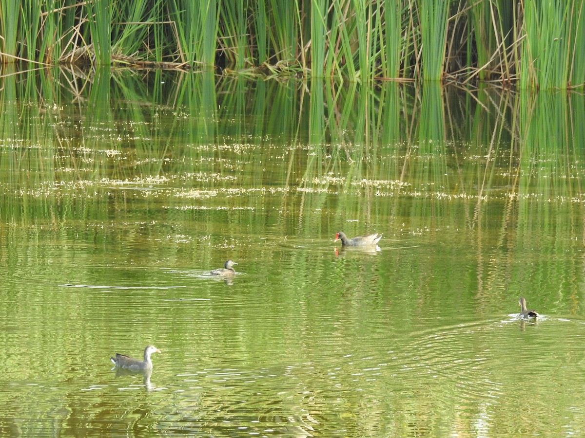 Least Grebe - ML67153841