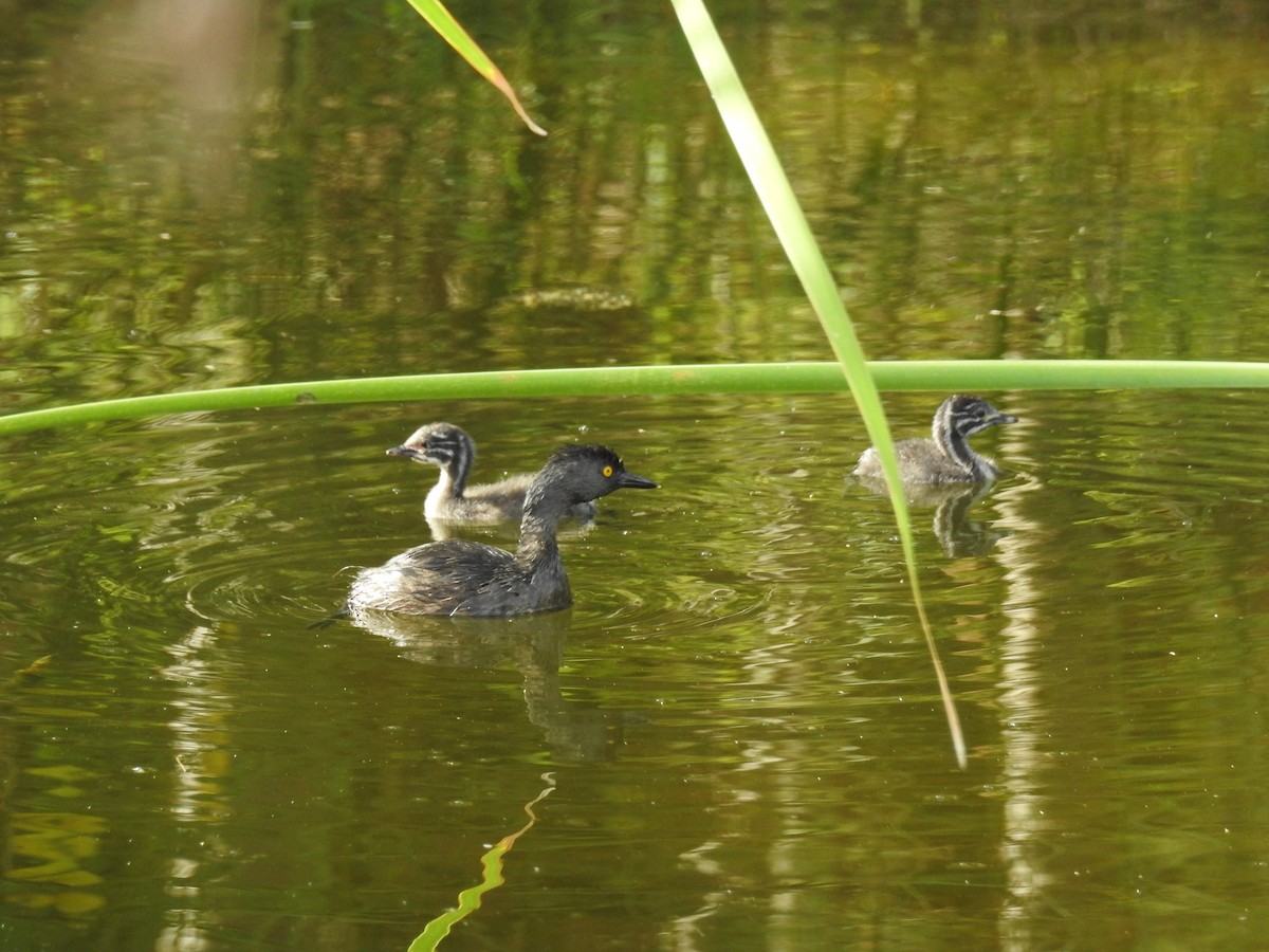 Least Grebe - ML67153921