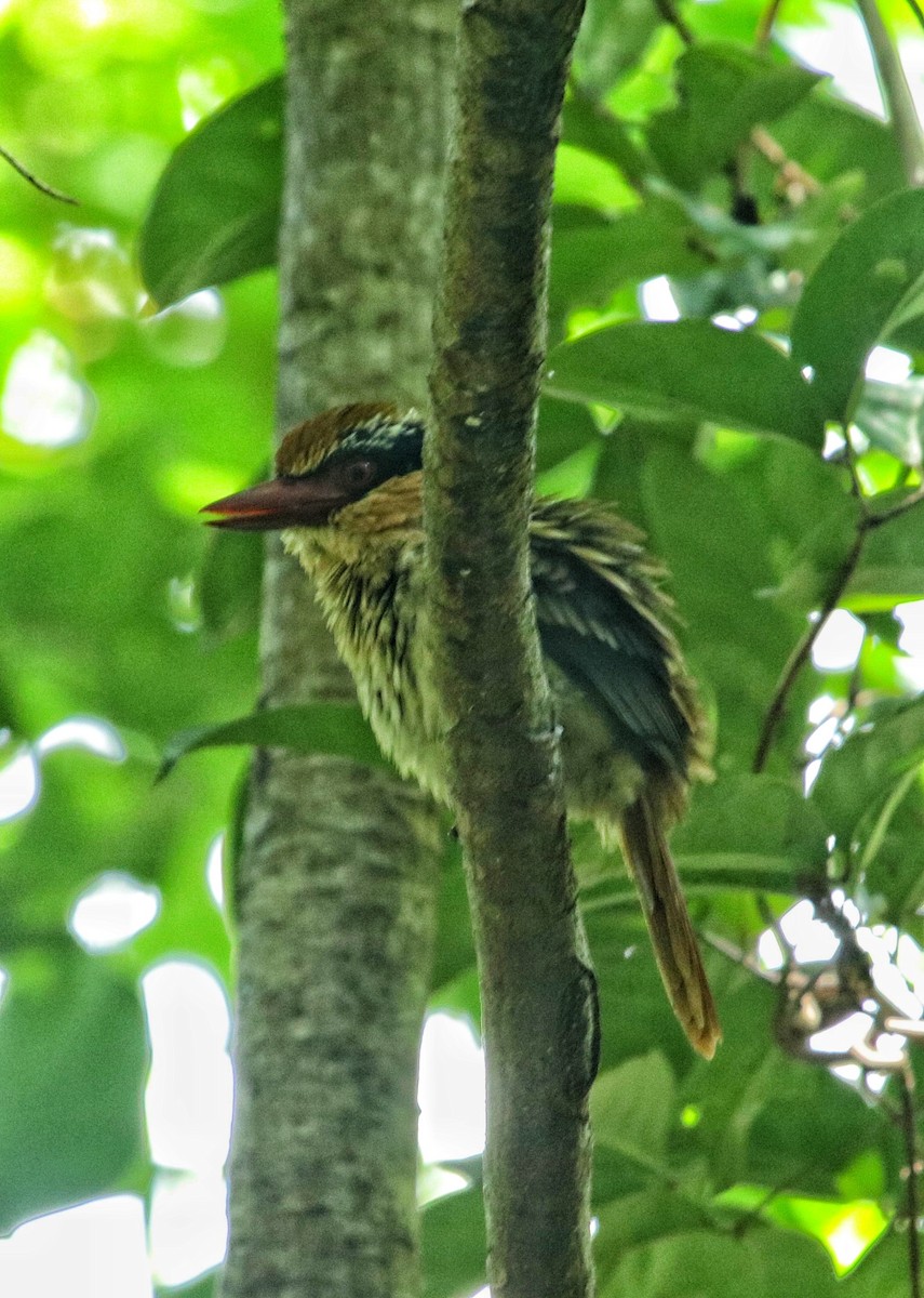 Sulawesi Lilac Kingfisher - ML67153931