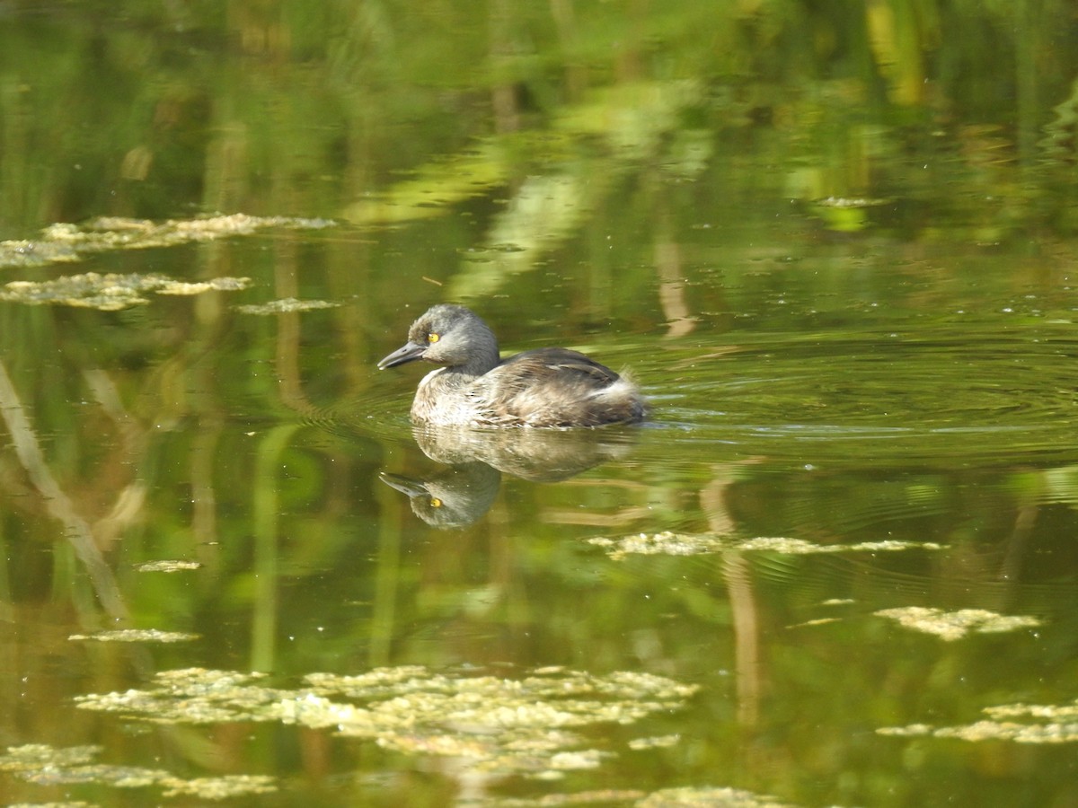 Least Grebe - elwood bracey