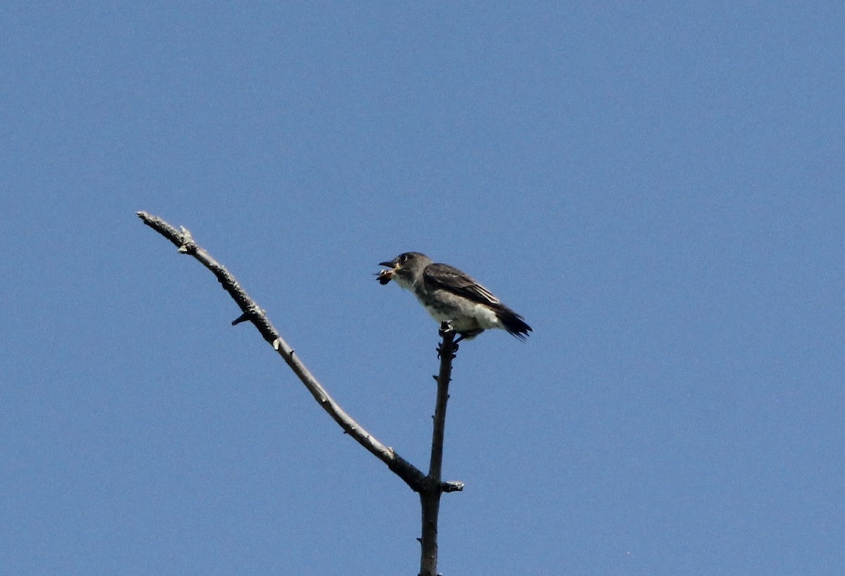 Olive-sided Flycatcher - Dylan Pedro