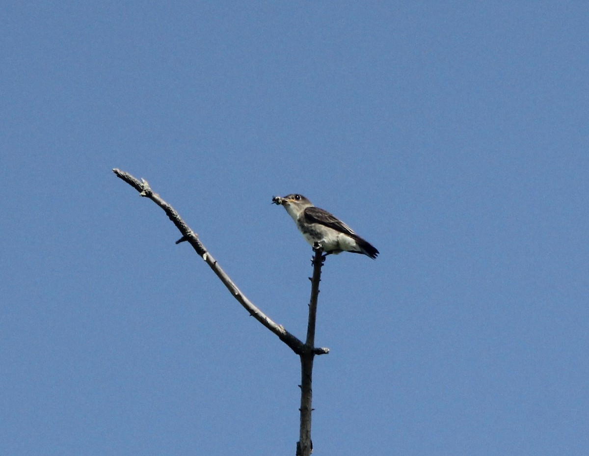 Olive-sided Flycatcher - Dylan Pedro