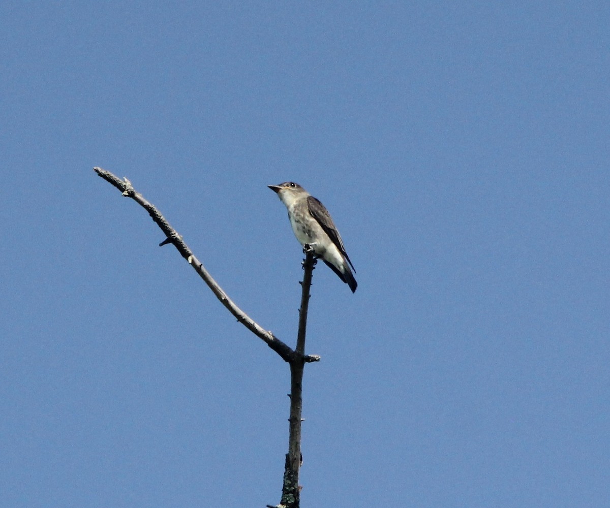 Olive-sided Flycatcher - ML67154141