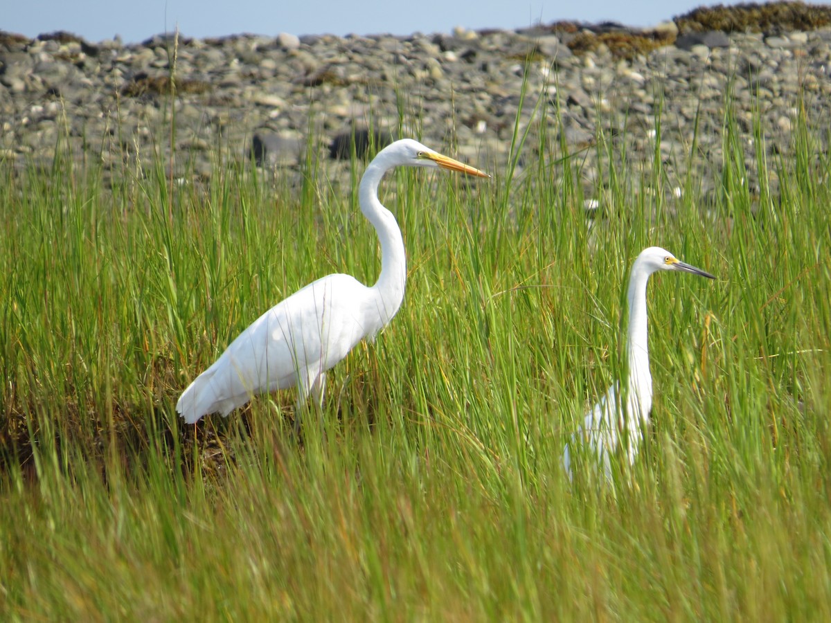 Great Egret - ML67154221