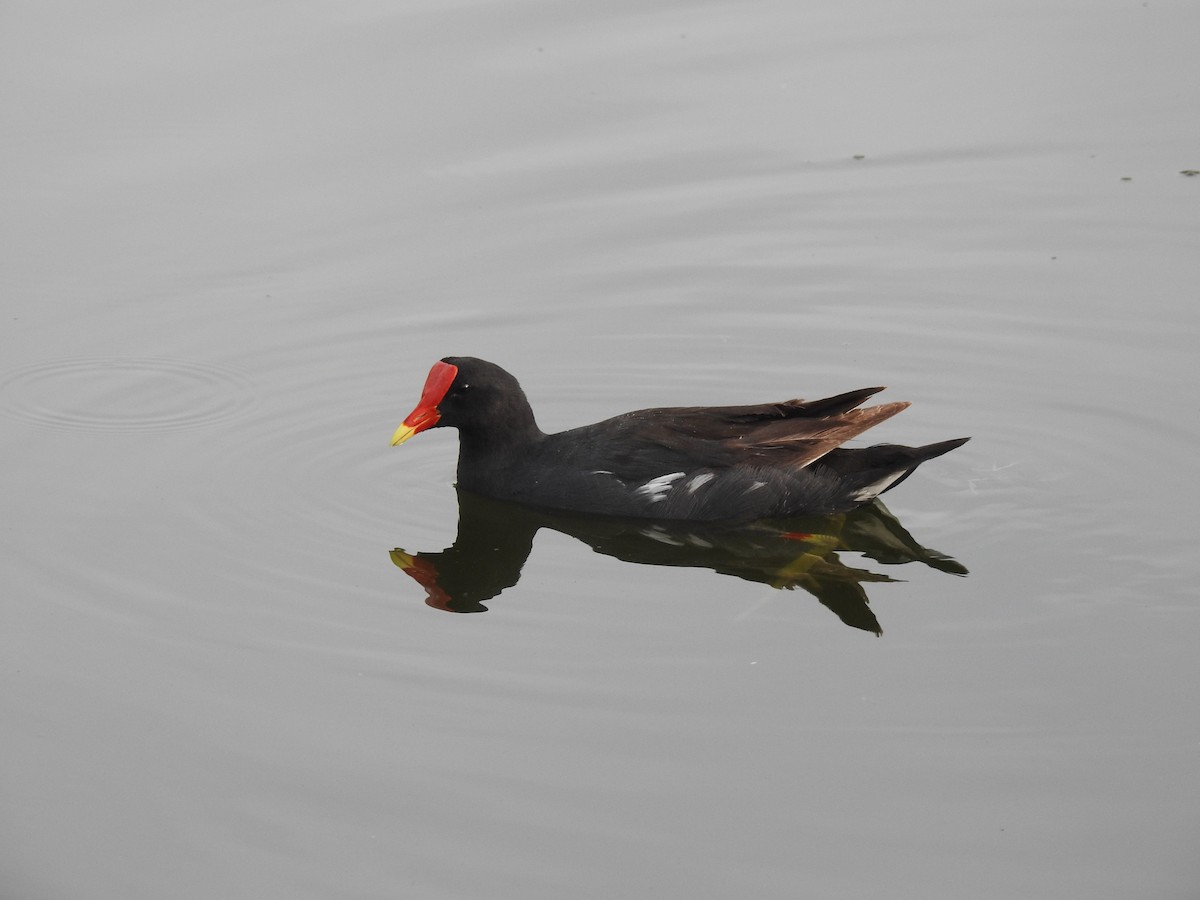 Common Gallinule - ML67154621