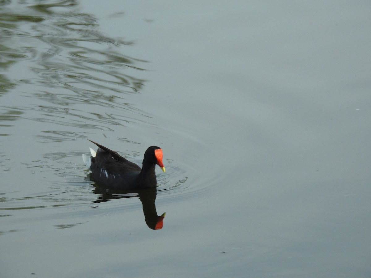 Common Gallinule - ML67154691