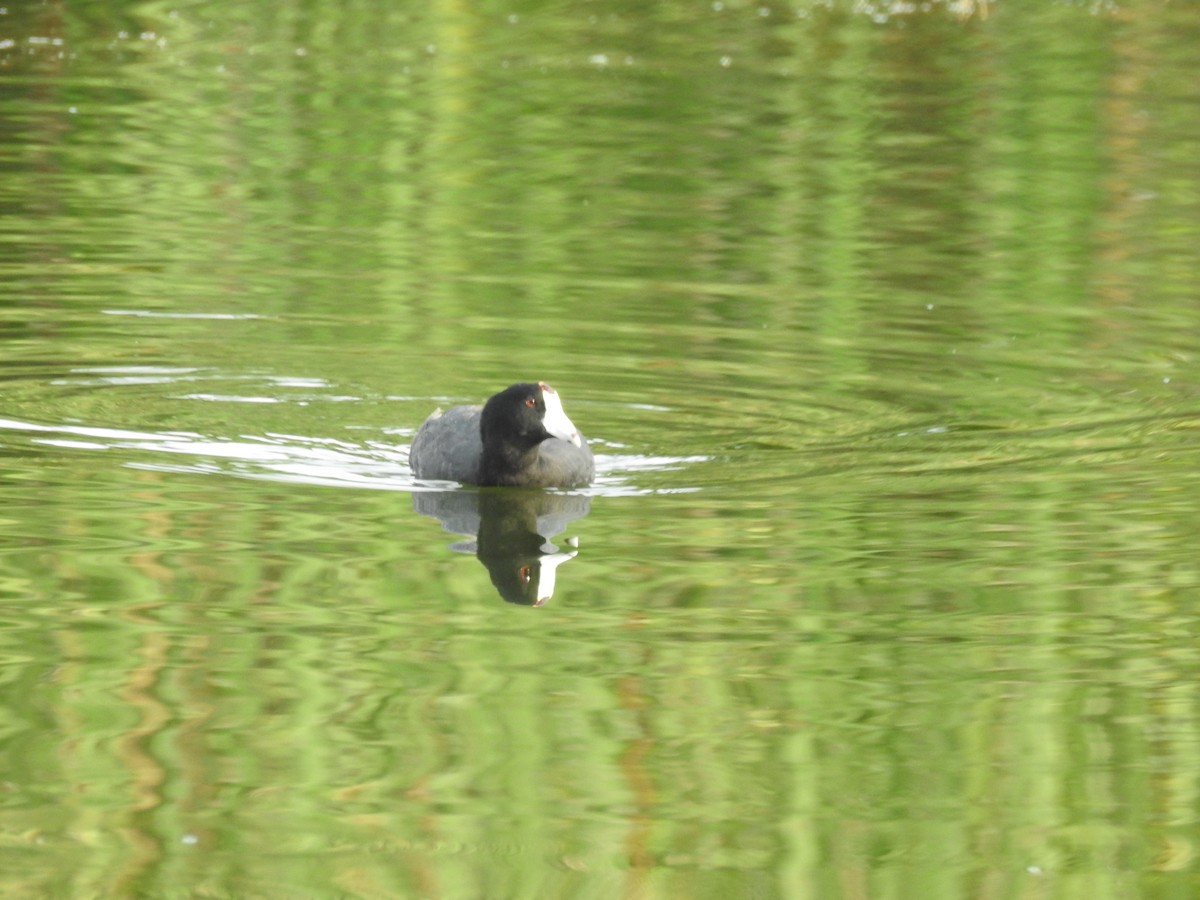 American Coot - ML67155241