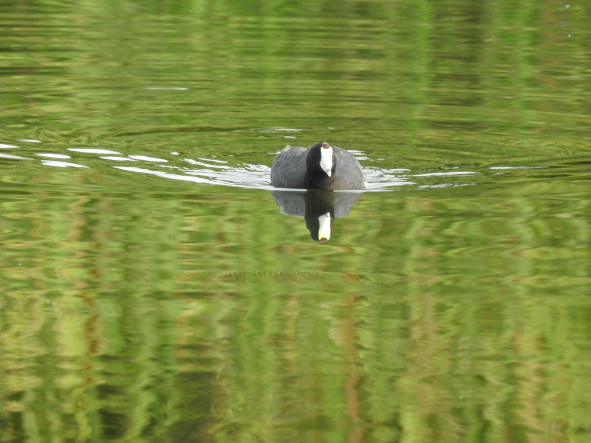 American Coot - ML67155281